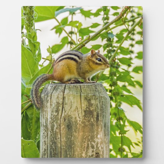 Chipmunk an einem Zaun Fotoplatte (Vorderseite)