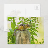 Chipmunk an einem Zaun Postkarte (Vorne/Hinten)