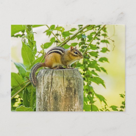 Chipmunk an einem Zaun Postkarte (Vorderseite)