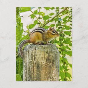 Chipmunk an einem Zaun Postkarte