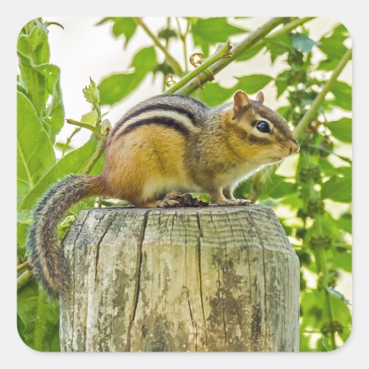 Chipmunk an einem Zaun Quadratischer Aufkleber (Vorderseite)