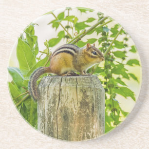 Chipmunk an einem Zaun Sandstein Untersetzer