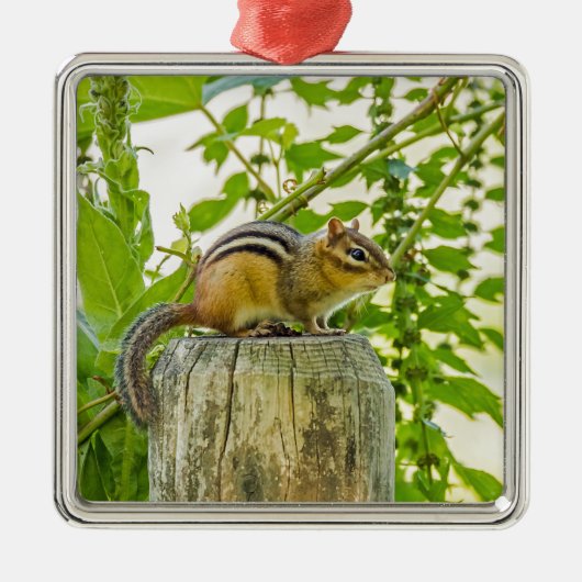 Chipmunk an einem Zaun Silbernes Ornament (Vorne)