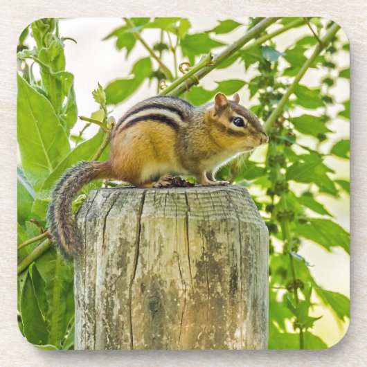 Chipmunk an einem Zaun Untersetzer (Vorderseite)