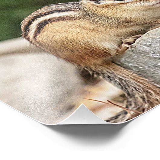 Chipmunk auf Stein Fotodruck (Ecke)