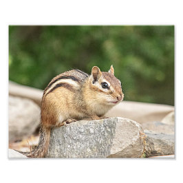 Chipmunk auf Stein Fotodruck