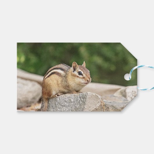 Chipmunk auf Stein Geschenkanhänger (Vorderseite (Horizontal))