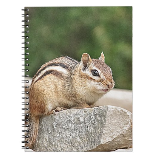Chipmunk auf Stein Notizblock (Vorderseite)