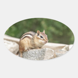Chipmunk auf Stein Ovaler Aufkleber
