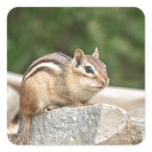 Chipmunk auf Stein