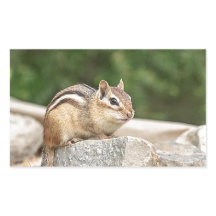 Chipmunk auf Stein