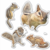 Chipmunk-Aufkleber-Pack Aufkleber (Vorderseite)