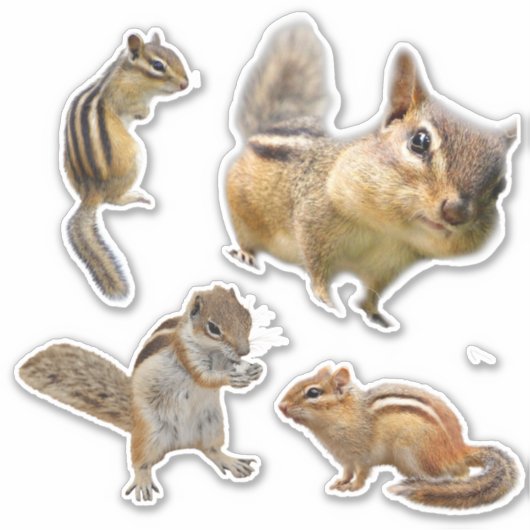 Chipmunk-Aufkleber-Pack Aufkleber (Vorderseite)