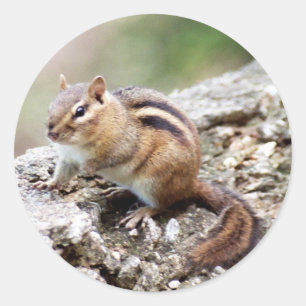 Chipmunk-Aufkleber Runder Aufkleber