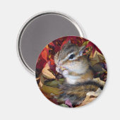 Chipmunk , Autumn (8)　photo Magnet (Vorderseite/Rückseite)