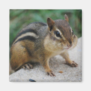 Chipmunk-Backen Magnet