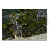Chipmunk bei Two Medicine Lake Overlook (Vorderseite (Horizontal))
