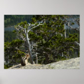 Chipmunk bei Two Medicine Lake Overlook Poster (Vorne)