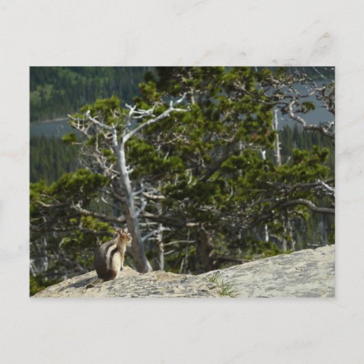 Chipmunk bei Two Medicine Lake Overlook Postkarte (Vorderseite)