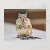 Chipmunk-Bild Postkarte (Vorderseite)