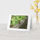 Chipmunk, Botanischer Garten in New York Karte (Gelbe Blume)