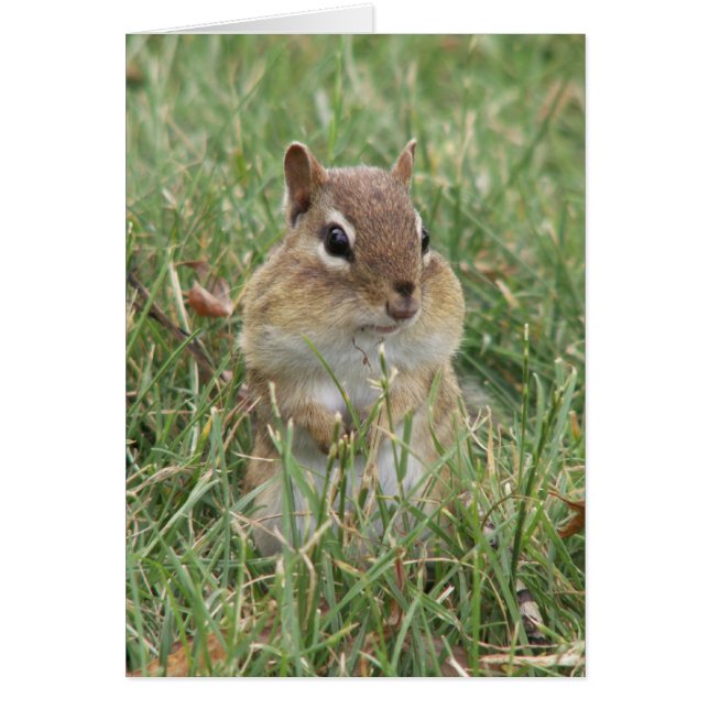 Chipmunk Cheekcard (Vorne)