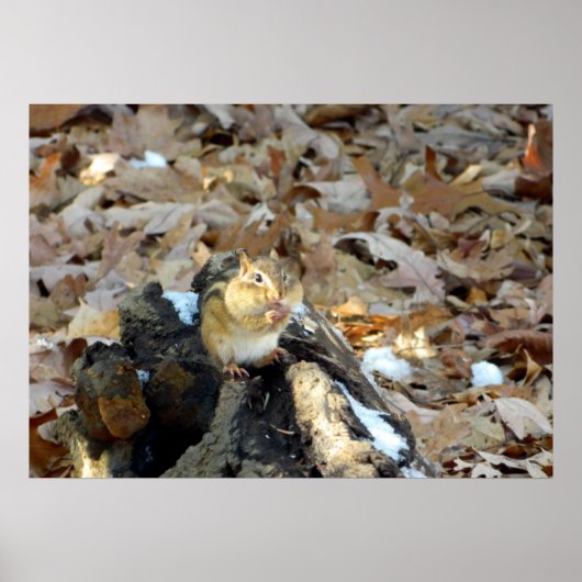 Chipmunk Cheeks Nature Poster (Vorne)