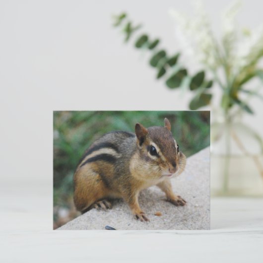 Chipmunk Cheeks Postkarte (Stehend Vorderseite)