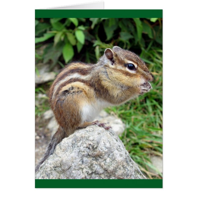 Chipmunk Chewing (Vorne)