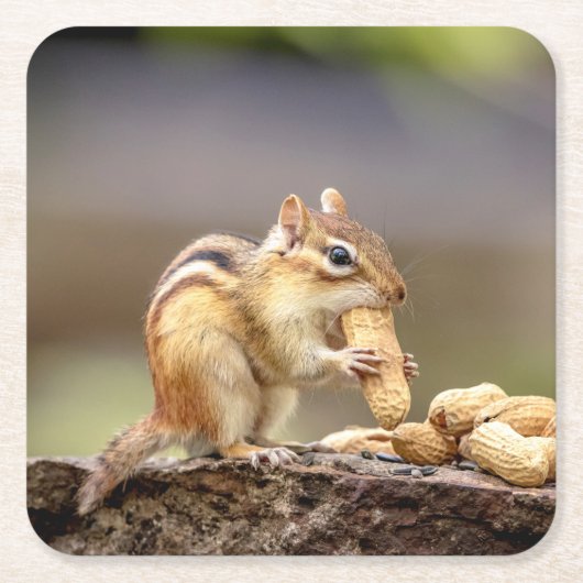 Chipmunk, der eine Erdnuss isst Rechteckiger Pappuntersetzer (Vorderseite)