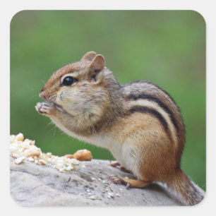 Chipmunk, der Nüsse isst Quadratischer Aufkleber