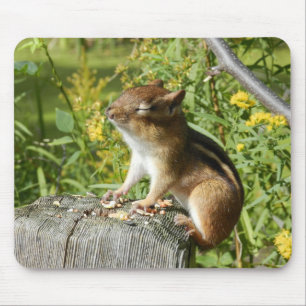 Chipmunk, der oben den Sun Mousepad tränkt