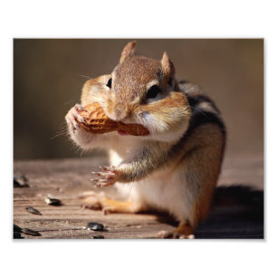 Chipmunk, der sein Gesicht anfüllt Fotodruck