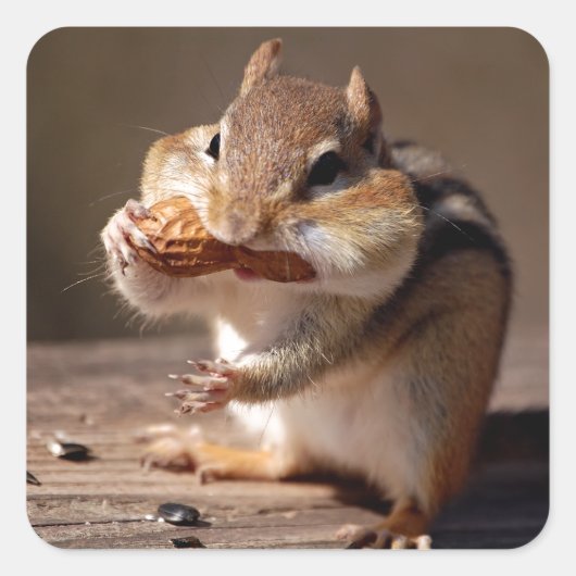 Chipmunk, der sein Gesicht anfüllt Quadratischer Aufkleber (Vorderseite)