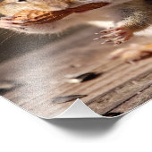 Chipmunk, der sein Gesicht erstickt Fotodruck (Ecke)