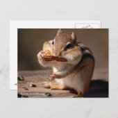 Chipmunk, der sein Gesicht erstickt Postkarte (Vorne/Hinten)