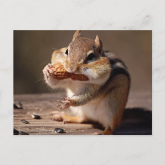 Chipmunk, der sein Gesicht erstickt Postkarte