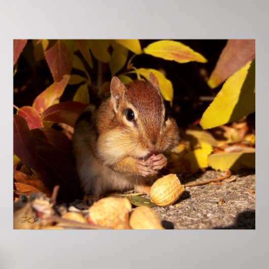 Chipmunk - Drucken Poster (Vorne)