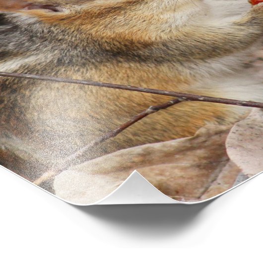 Chipmunk Eating a Cherry Foto Print (Ecke)