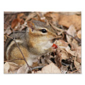 Chipmunk Eating a Cherry Foto Print (Vorne)