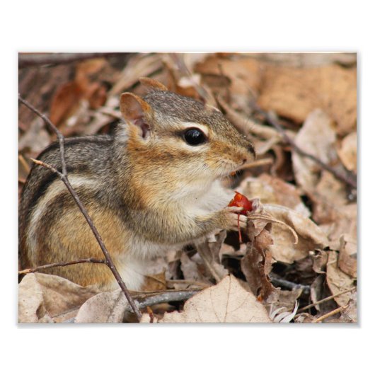 Chipmunk Eating a Cherry Foto Print (Vorne)