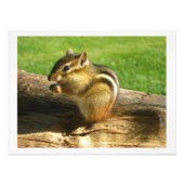 Chipmunk Essing Seeds Fotodruck (Vorne)
