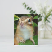 Chipmunk-Foto (20-2) Postkarte (Stehend Vorderseite)