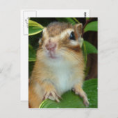 Chipmunk-Foto (20-2) Postkarte (Vorne/Hinten)