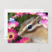 Chipmunk-Foto (30-13) Postkarte (Vorne/Hinten)