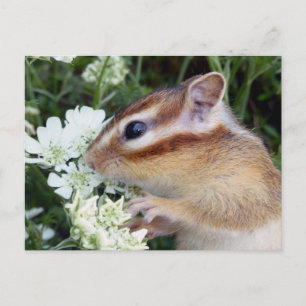 Chipmunk-Foto (30-19) Postkarte