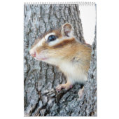 Chipmunk-Foto (4) Kalender (Titelbild)