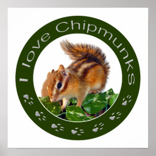 Chipmunk-Foto Poster