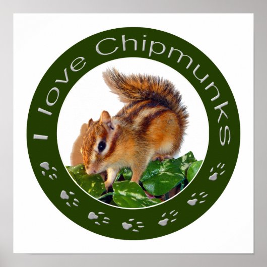 Chipmunk-Foto Poster (Vorne)