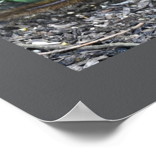 Chipmunk-Foto-Poster Poster (Ecke)